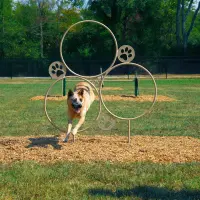 6-Piece Intermediate BarkPark Kit