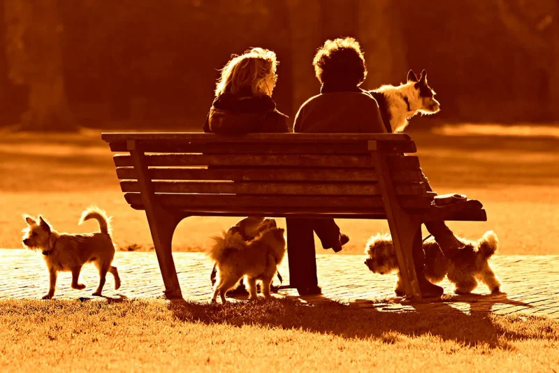 Guide to Choosing a Park Bench for Your Space