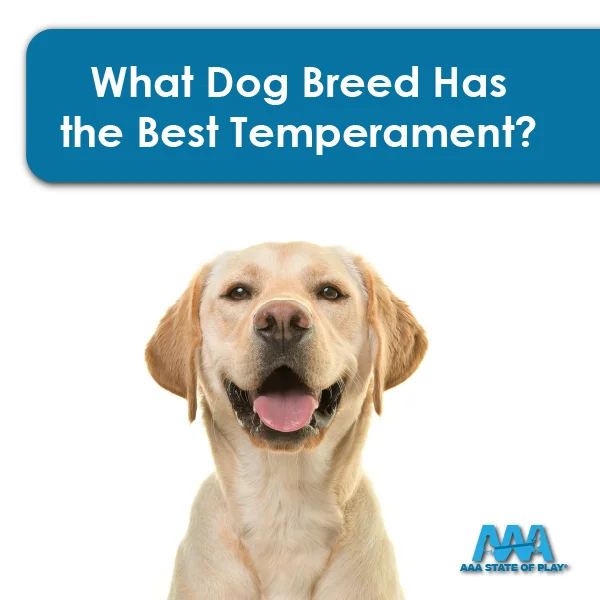 What Dog Breed Has the Best Temperament?