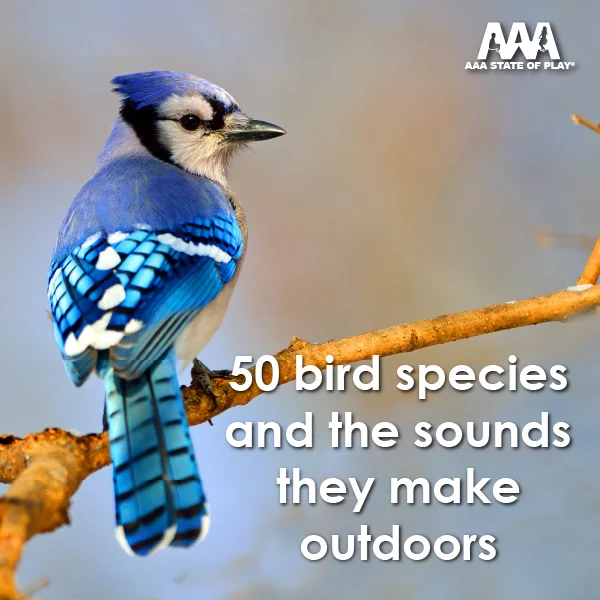 50 Bird Species and the Sounds They Make Outdoors