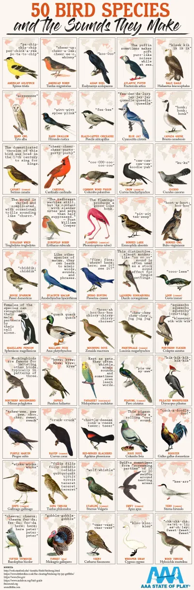 50 Bird Species and The Sounds They Make