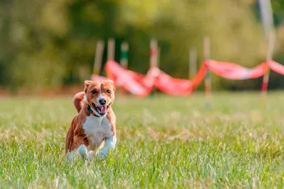 Puppy Playground Agility Resources For Your Pooch